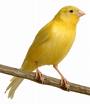 Canari